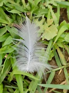 A soft white bird feather resting on green grass in Vazhakkad, Malappuram, captures a quiet, delicate moment from nature. 