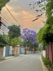 A quiet street lined with brick walls and greenery. There are several trees, including one with vibrant purple flowers, against a backdrop of a cloudy sky with hues of orange and gray. Power lines stretch overhead, and a narrow road curves gently to the right. A blue gate and some signs are visible along the wall. The atmosphere appears serene and inviting.