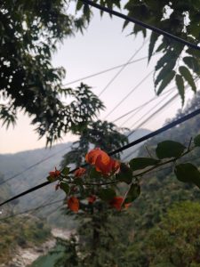 Close-up of reddish-orange flowers among green leaves, with mountains, a river, and power lines in the background under a pale sky.