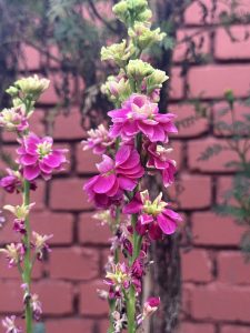 A cluster of vibrant pink flowers with delicate lighter pink accents, growing on tall green stems. The background features a textured red brick wall, contrasting with the lush greenery surrounding the flowers.