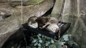A cozy scene featuring three otters resting together on a suspended platform above water.