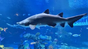 A large sand tiger shark swims majestically over a colorful coral reef in a deep blue aquarium tank.