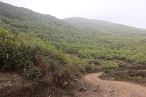 A winding dirt path leads up a lush green hillside covered with dense foliage. Light mist creates a calm, serene atmosphere, with fog gently obscuring the hill’s peak in the distance.