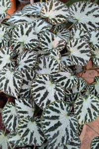 A close-up view of vibrant, textured leaves of a plant, featuring a striking pattern of alternating dark green and silver-gray stripes