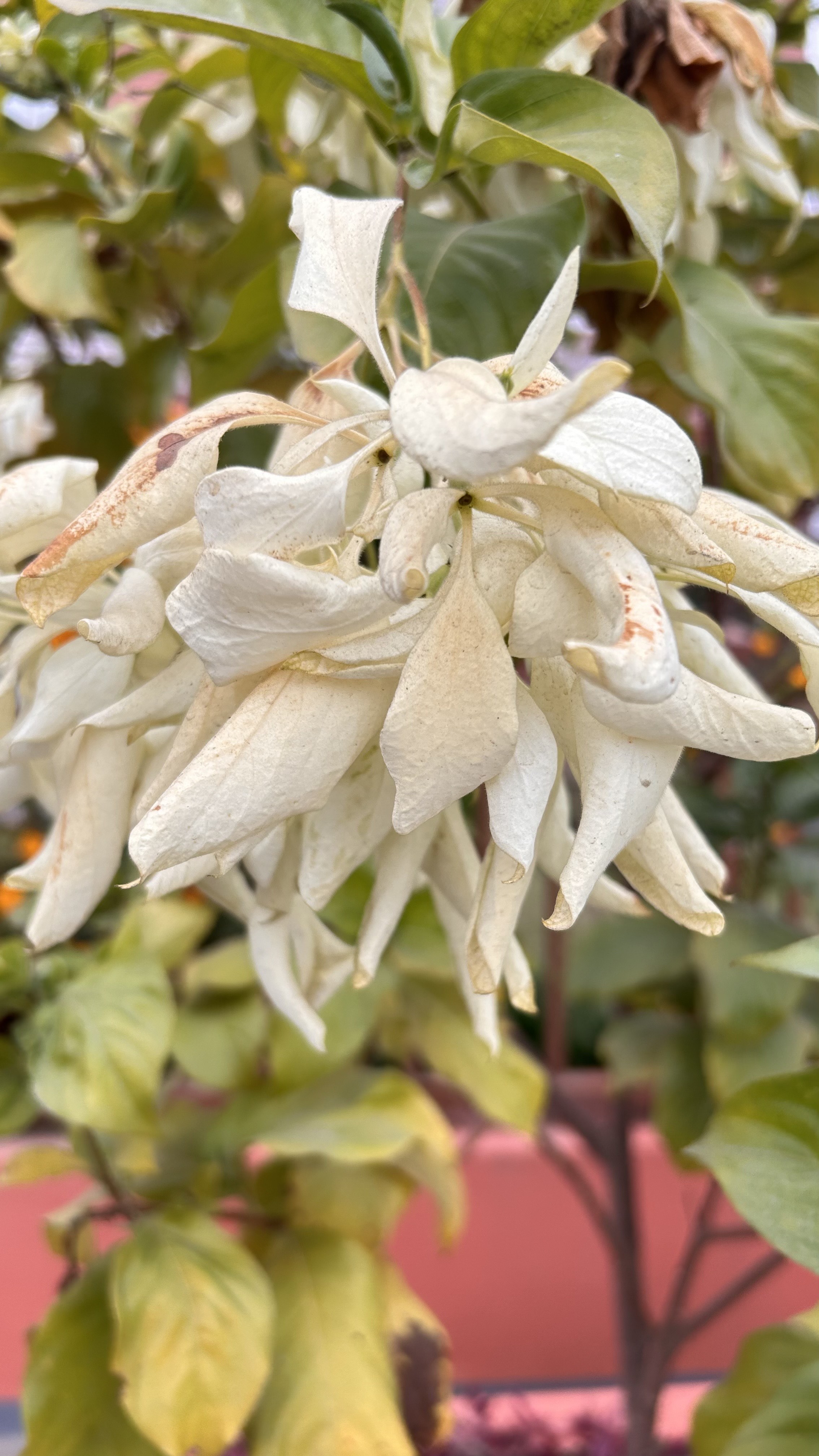 A close-up view of white, delicate blooms hanging from a plant, surrounded by green leaves.