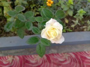 A close-up of a pale yellow rose in bloom, surrounded by green leaves