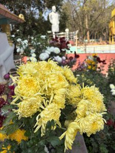 A vibrant cluster of yellow chrysanthemums is prominently featured in the foreground, showcasing their intricate petals and lush green leaves