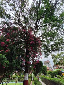 A vibrant tree adorned with clusters of bright pink flowers stands prominently in the foreground, surrounded by lush green foliage.
