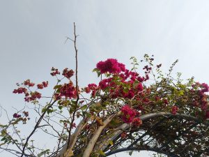 A close-up view of vibrant pink flowers intertwined with green leaves and bare branches, under a light gray sky.