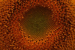 Closeup of the center of a sunflower, showing great detail.