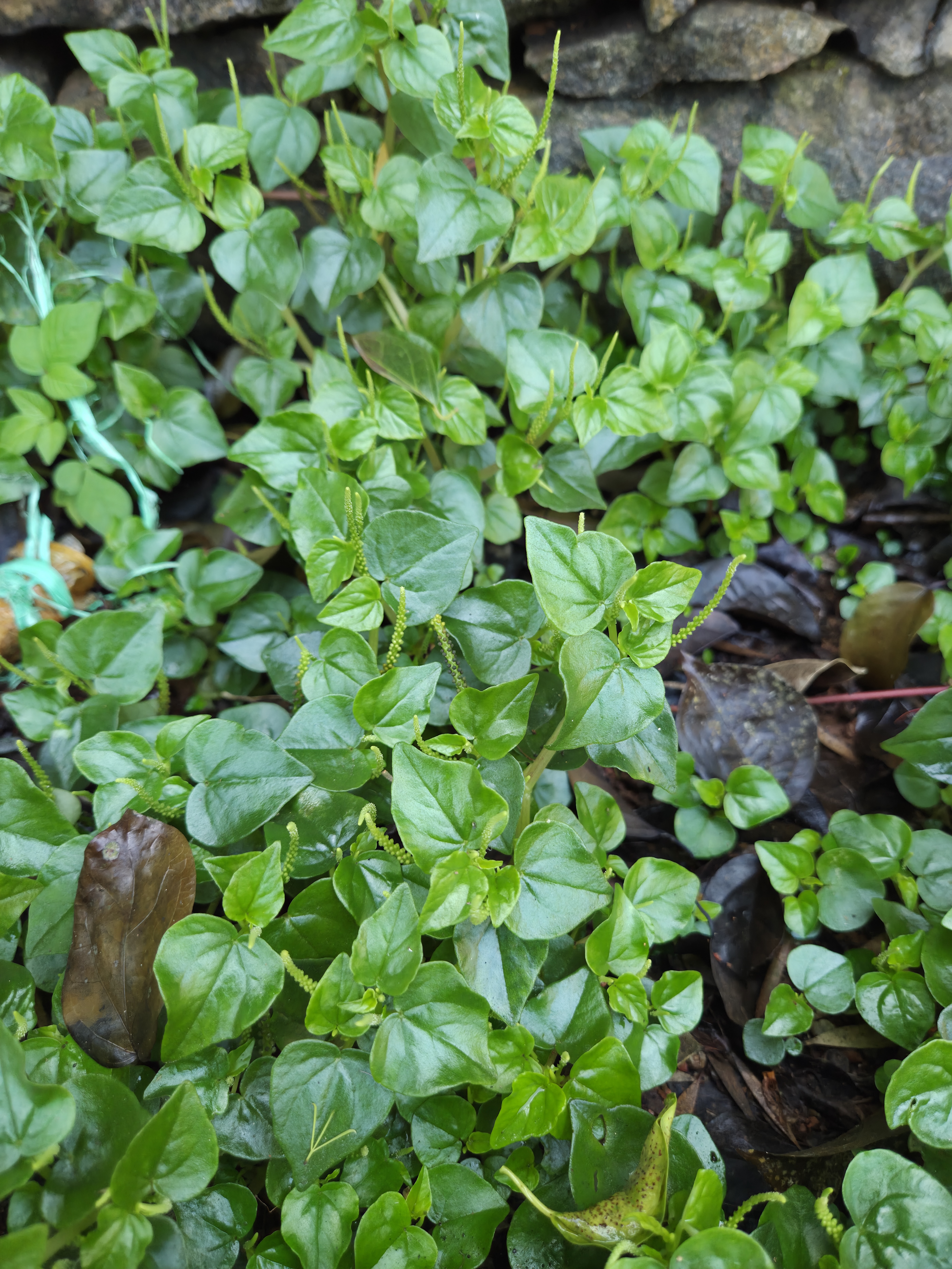 Lush green ground cover with heart-shaped leaves in vibrant shades of green, with small floral stems.