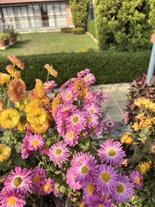 
A close-up view of vibrant flowers, featuring clusters of pink and yellow blooms, stands in the foreground.