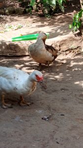 
Two ducks are in a dirt area with some scattered leaves and remnants of food