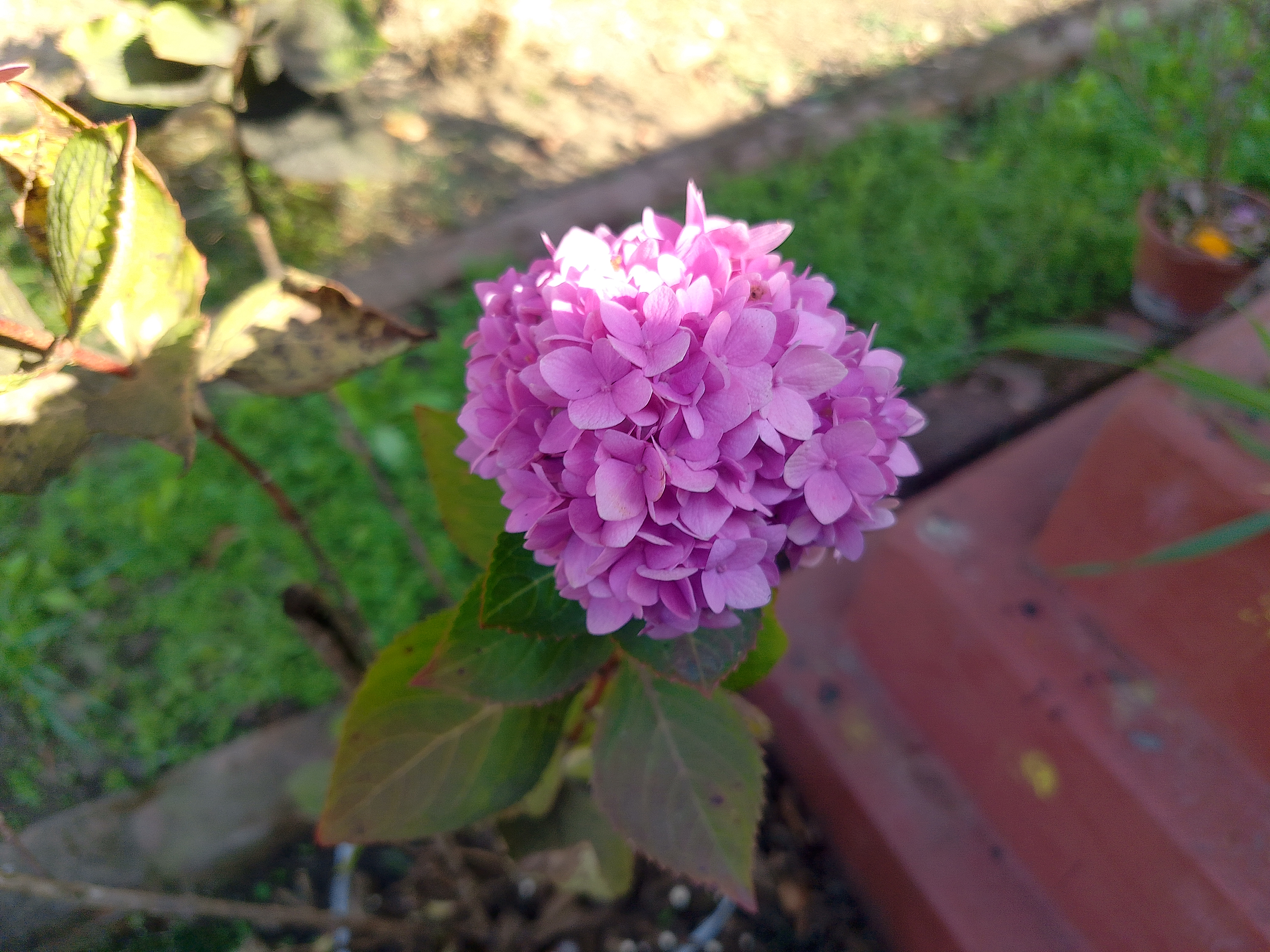 A close-up of a vibrant pink hydrangea flower, blooming with numerous small petals. 