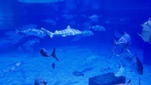 A blacktip reef shark swims centrally among a dense school of silver fish in a brightly lit blue aquarium.
