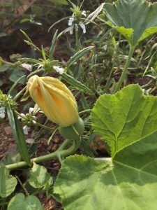 A close-up of a partially open yellow squash flower showing its bright orange center, with a small green squash forming beneath it, surrounded by green leaves and tiny white flowers on an earthy background.