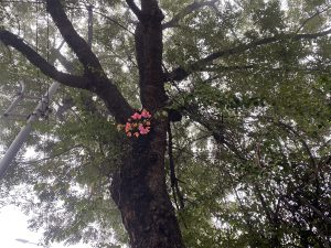 A large tree with a thick trunk and dense green leaves, decorated with bright pink and orange flowers. Misty branches fill the background, with faint power lines on the left.