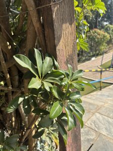 A close-up view of green, glossy leaves growing near a wooden post. 
