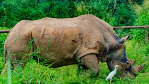 A large rhino in green grass at Entebbe Zoo, Uganda.
