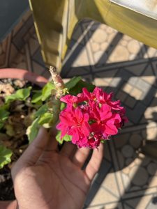 
A hand is holding a vibrant cluster of pink flowers, with deep green leaves in the background. 