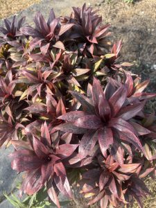 A dense arrangement of vibrant, red-tinted leaves with pointed tips, showcasing varying shades of green at the base.