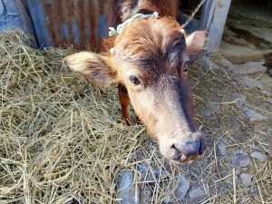 


A close-up photograph of a young brown Buffalo peeking out from a barn.