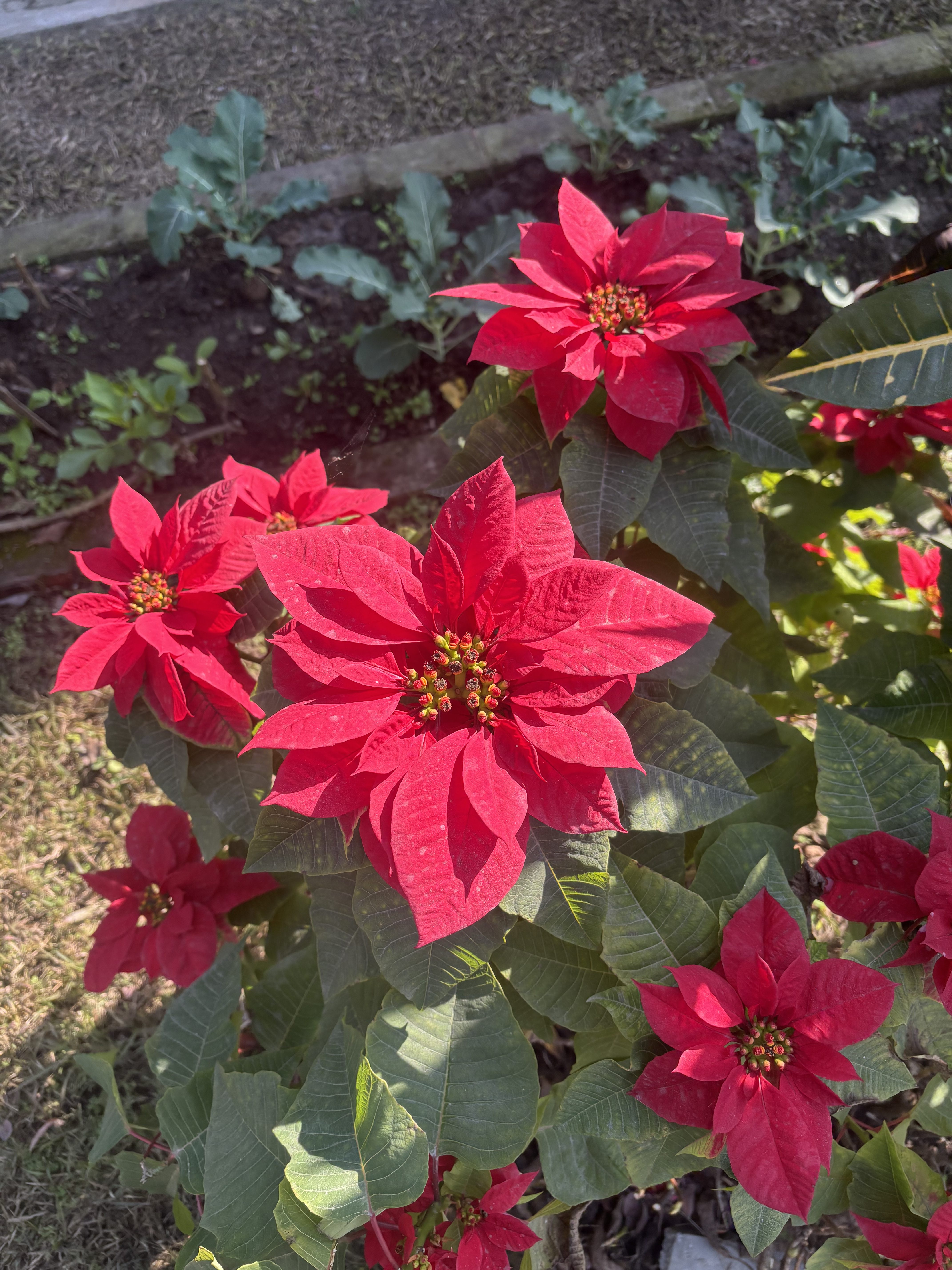 Bright poinsettia plants with the red leaves prominent against green.