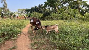 A calf and a goat playfully spar on a village path surrounded by lush greenery.