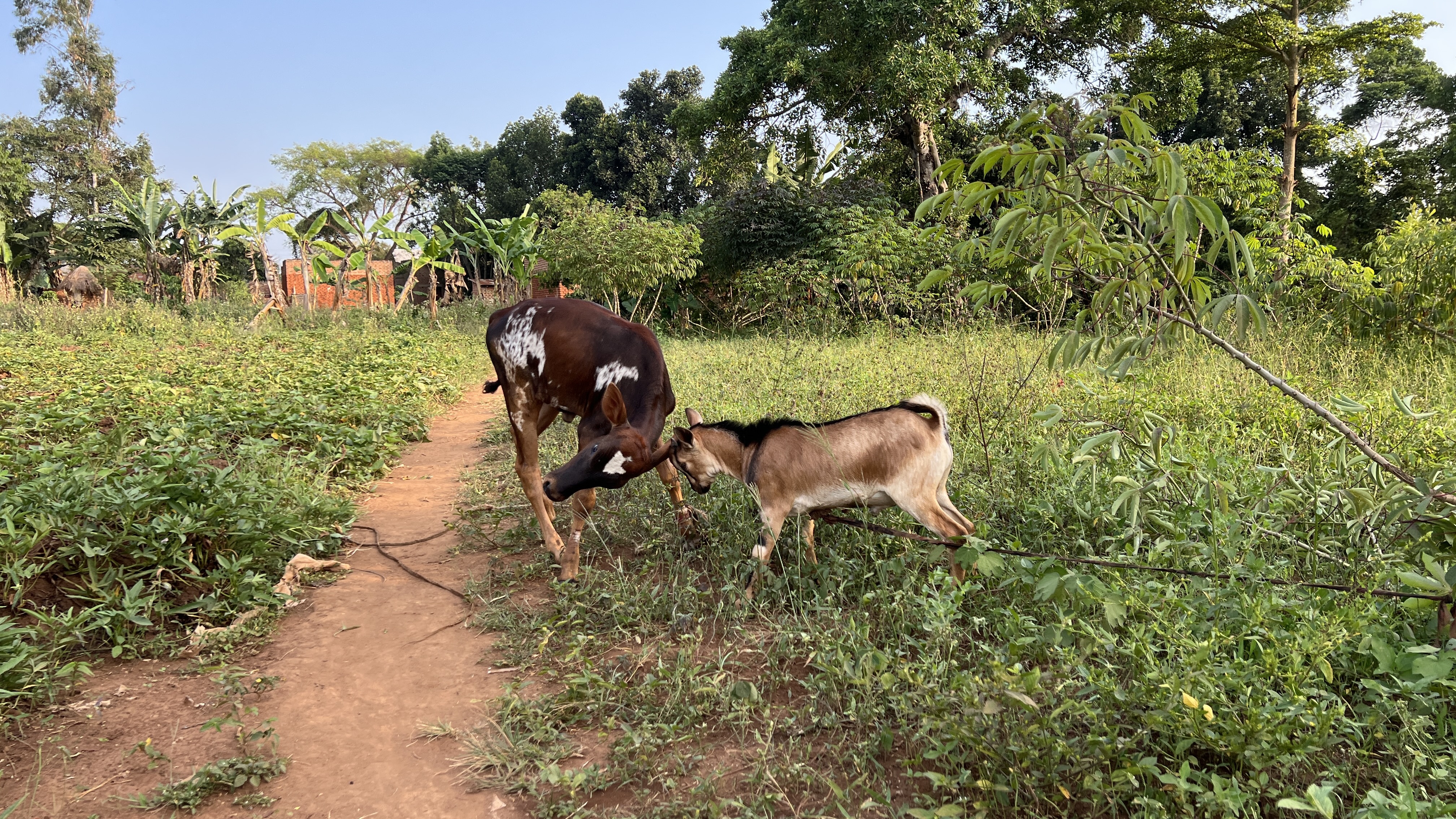 A calf and a goat playfully spar on a village path surrounded by lush greenery.