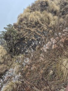 A hillside covered with dry grasses and sparse vegetation, featuring patches of brown and green plants.