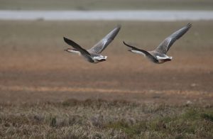 Two swan geese flying in perfect sync over the wetlands of Poyang Lake. They have long, elegant necks and beautiful patterns on their grey wings.