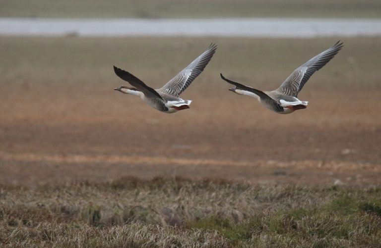 Two swan geese flying in perfect sync over the wetlands of Poyang Lake. They have long, elegant necks and beautiful patterns on their grey wings.