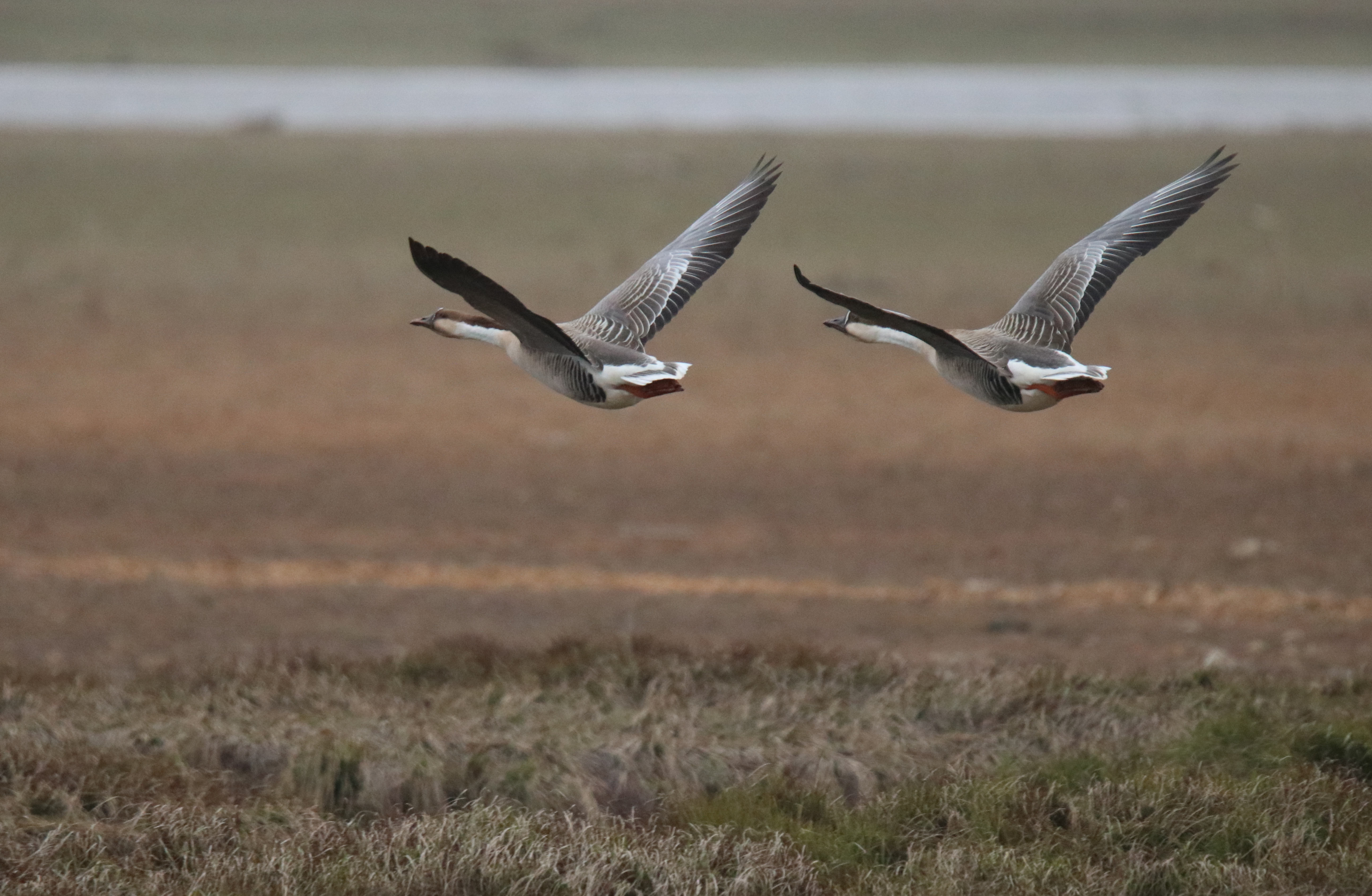 Two swan geese flying in perfect sync over the wetlands of Poyang Lake. They have long, elegant necks and beautiful patterns on their grey wings.