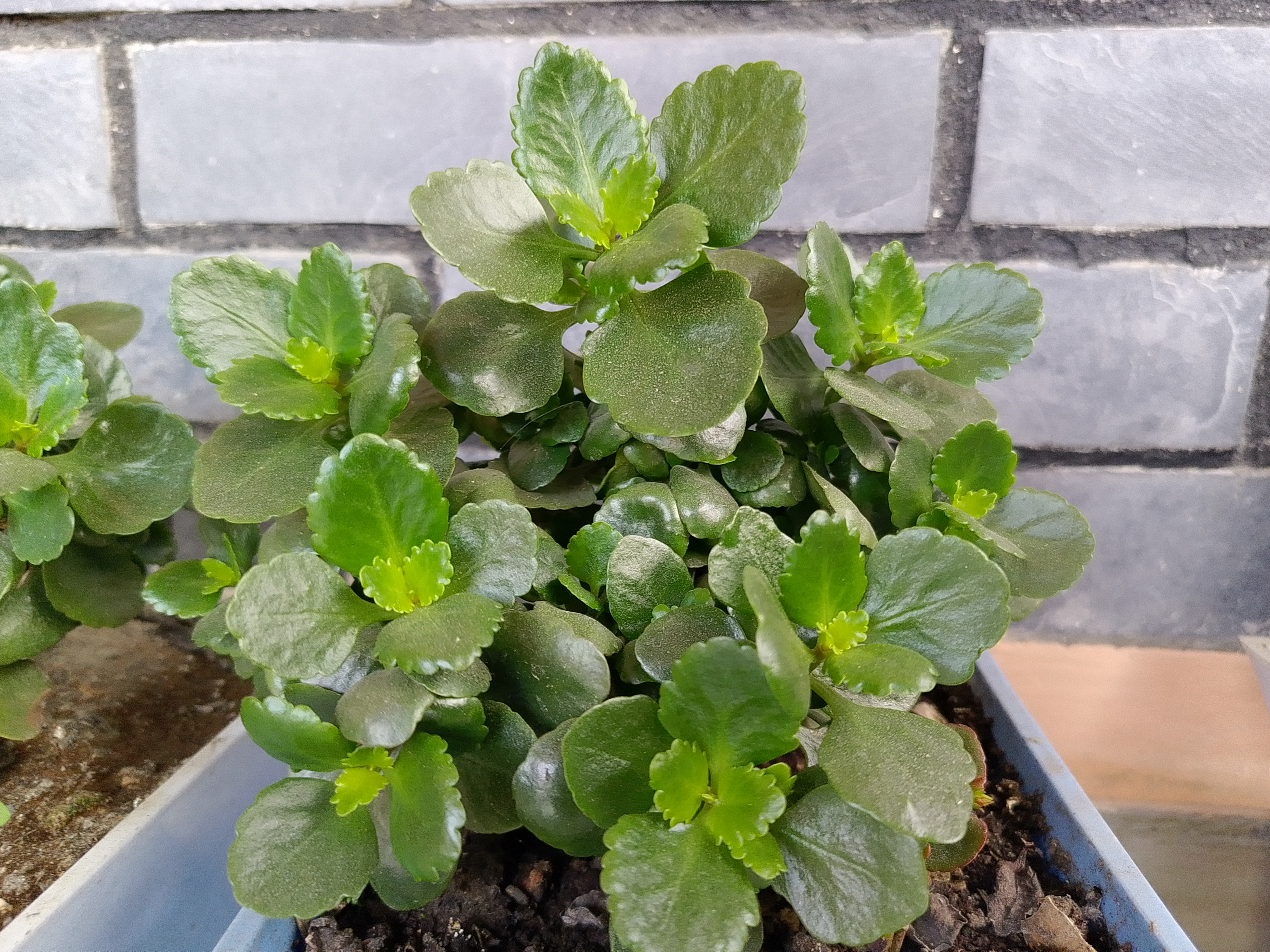 A close-up view of a lush green plant with thick, rounded leaves and small, vibrant leaves sprouting in the center.