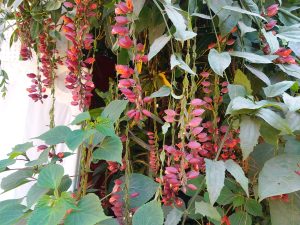 
A close-up view of vibrant pink and red flowers hanging from a green vine. 