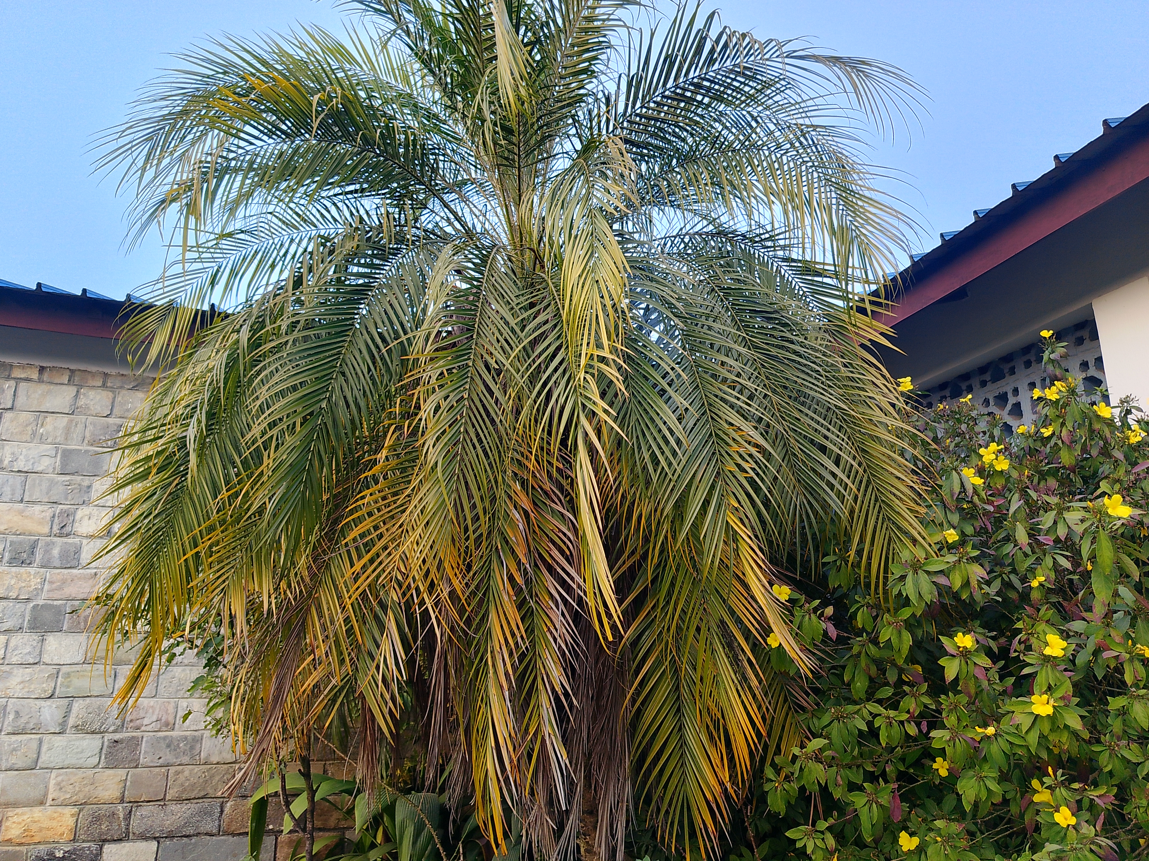 A lush palm tree with long, arching fronds displaying yellowing leaves is positioned to the left of the image