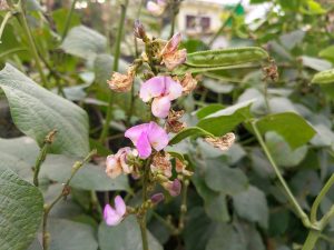 A cluster of pink and purple flowers with some wilted petals, surrounded by green leaves and stems.