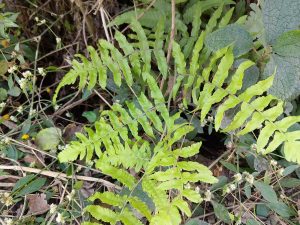 A close-up view of several green fern fronds, showcasing their intricate, lobed leaves.