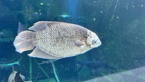 A silver, spotted fish swimming in blue water.
