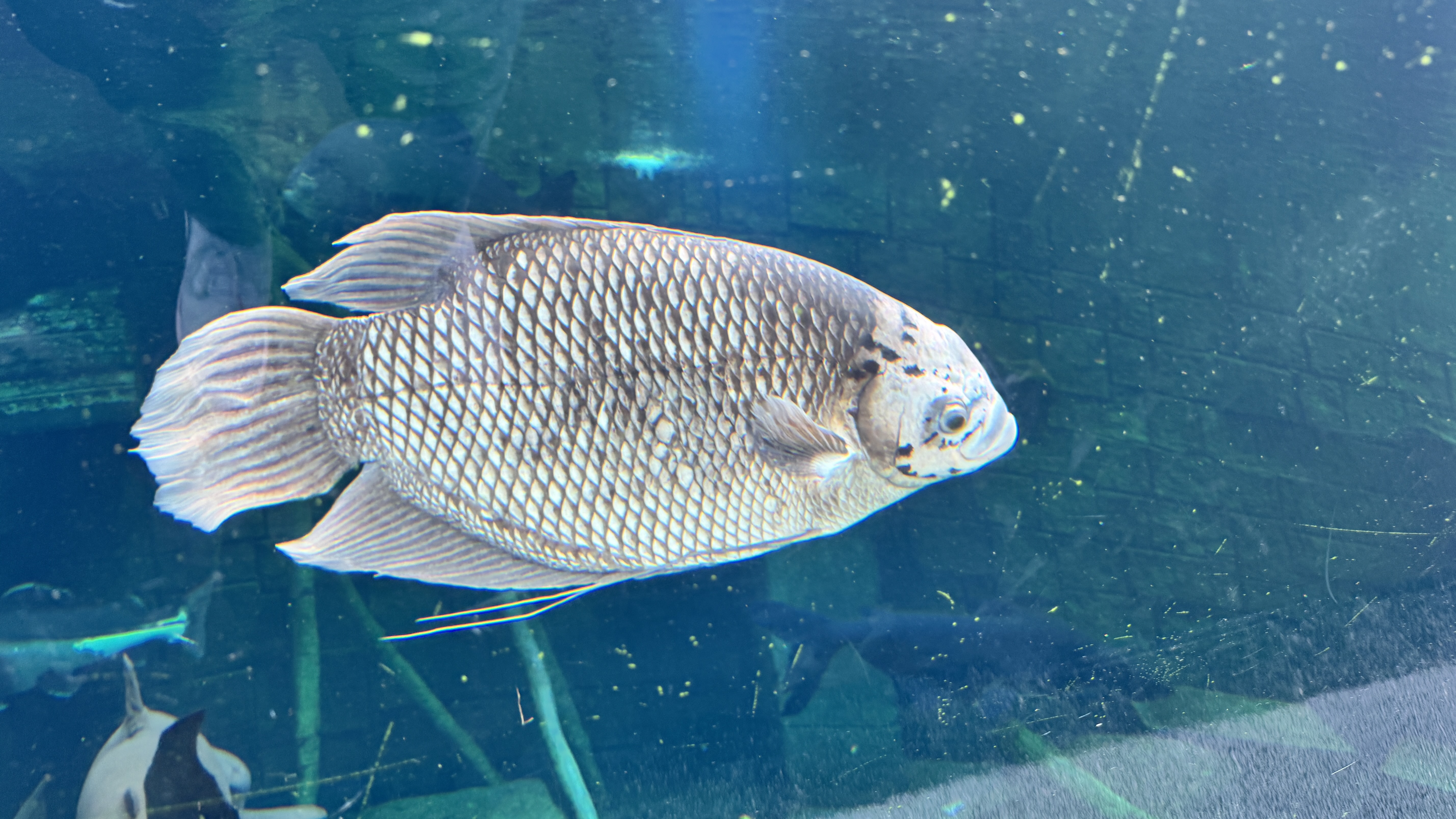 A silver, spotted fish swimming in blue water.
