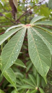 Close-up of green leaves with visible veins and water droplets, set against a softly blurred leafy background.