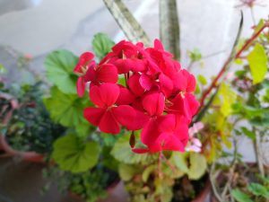 A close-up view of vibrant red flowers with delicate petals, surrounded by lush green leaves and other plants in pots.