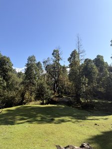 A serene landscape featuring a lush, green clearing surrounded by various trees, some of which are tall and leafy, while others are bare. 