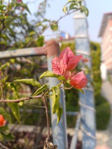 A close-up of a flowering plant with delicate pink and reddish petals against green leaves.
