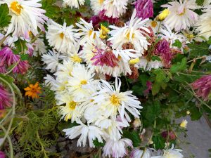 A vibrant display of various flowers, featuring white daisies and purple blooms, along with some yellow and orange flowers. 