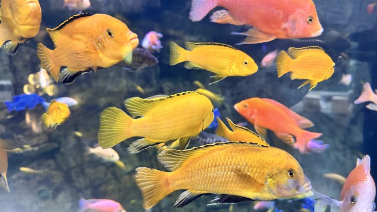 A variety of bright yellow and orange tropical fish swim together in a clear blue aquarium.