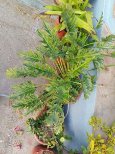 A top-down view of several potted plants on a concrete surface.