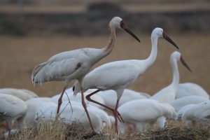 A close-up of Siberian Cranes in a field&mdash;one with brown mottled feathers on its neck, the others pure white, all with long dark beaks and slender red legs.