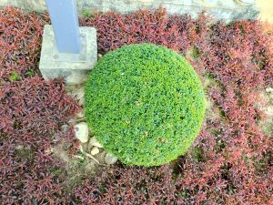 A round, manicured shrub with vibrant green foliage sits on the ground, surrounded by a bed of low-growing plants with reddish-purple leaves.