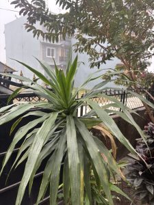 A close-up view of a green plant with long, narrow leaves in a garden, with a blurry background featuring a building partially obscured by mist.